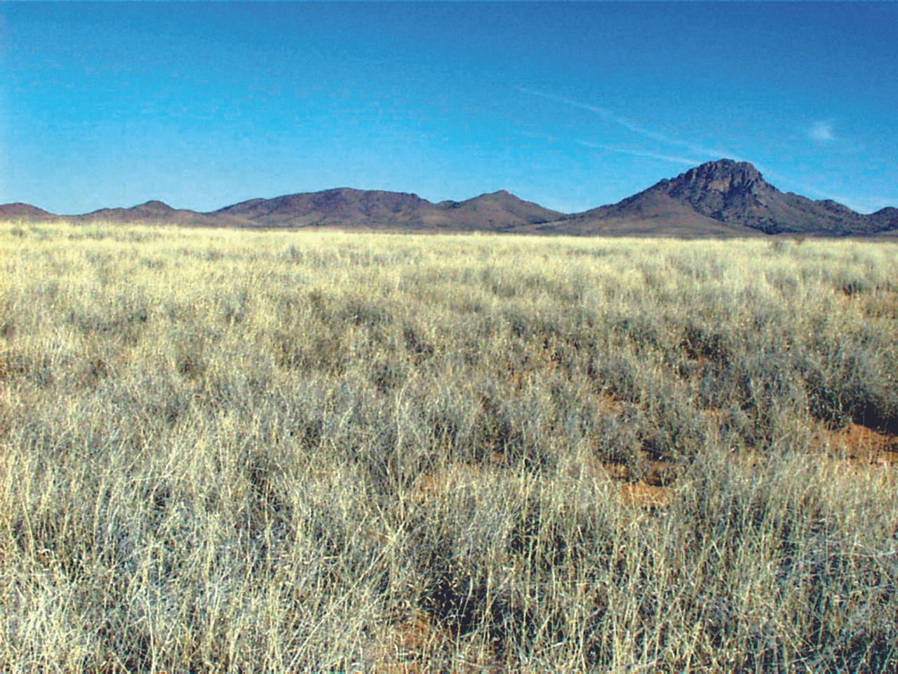 Chihuahuan Desert Trans-Pecos